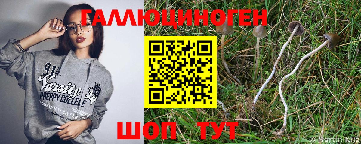 где купить наркоту  Вход с VPN  Светлоград  Галлюциногенные грибы Psilocybe 